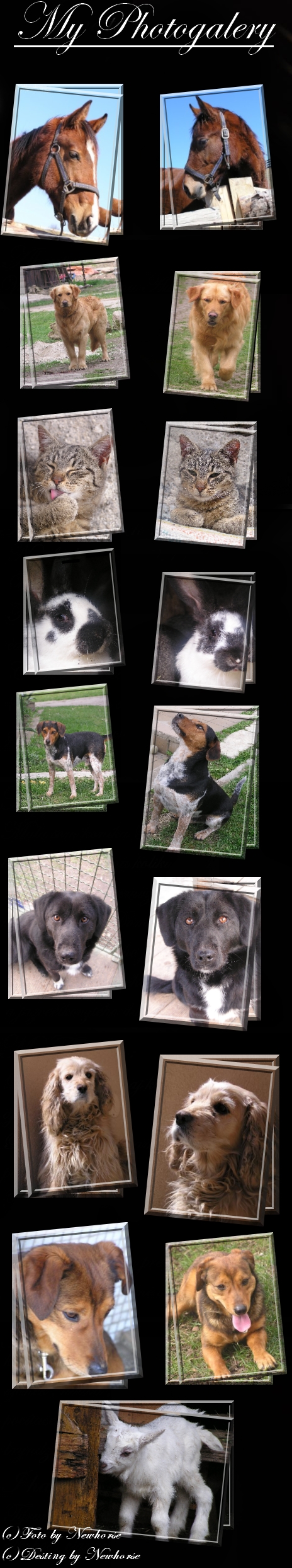 My photogalery.jpg