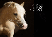 piste.gif